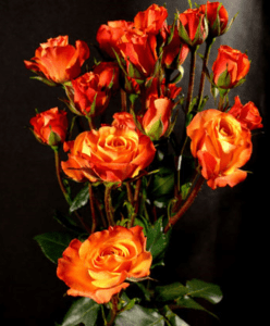 Stallion Concrete Color - Spray Roses