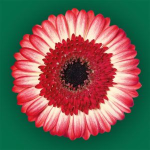 Stallion Concrete Color - Gerbera- Standard