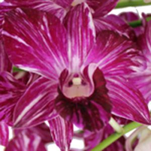 Stallion Concrete Color - Orchid