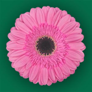 Stallion Concrete Color - Gerbera- Standard