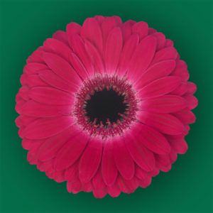 Stallion Concrete Color - Gerbera- Standard