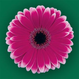 Stallion Concrete Color - Gerbera- Standard