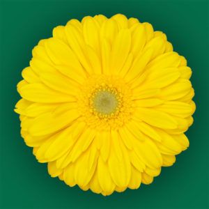 Stallion Concrete Color - Gerbera- Standard