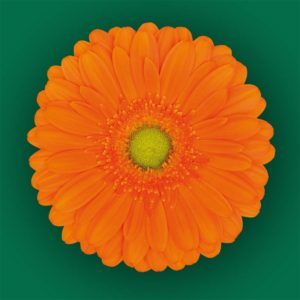 Stallion Concrete Color - Gerbera- Standard