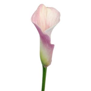 Stallion Concrete Color - Calla