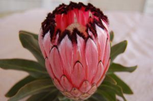 Stallion Concrete Color - Tropical & Exotic Flowers