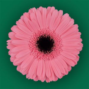 Stallion Concrete Color - Gerbera- Standard