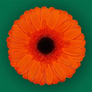 Stallion Concrete Color - Gerbera- Standard
