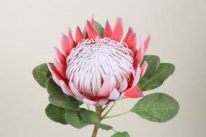 Stallion Concrete Color - Tropical & Exotic Flowers