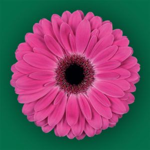 Stallion Concrete Color - Gerbera- Standard