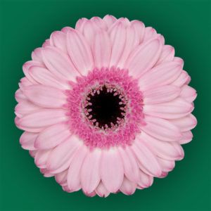 Stallion Concrete Color - Gerbera- Standard