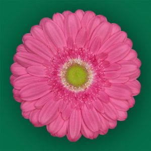 Stallion Concrete Color - Gerbera- Standard