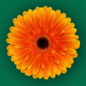 Stallion Concrete Color - Gerbera- Standard