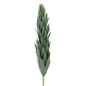Stallion Concrete Color - Leucadendron