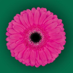 Stallion Concrete Color - Gerbera- Standard