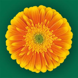 Stallion Concrete Color - Gerbera- Standard