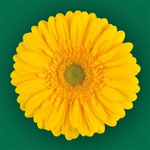 Stallion Concrete Color - Gerbera- Standard