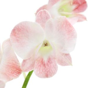 Stallion Concrete Color - Orchid
