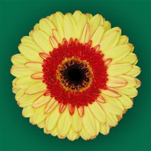 Stallion Concrete Color - Gerbera- Standard
