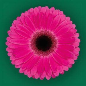 Stallion Concrete Color - Gerbera- Standard