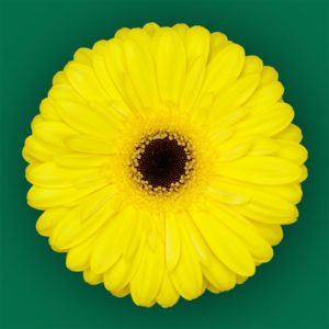 Stallion Concrete Color - Gerbera- Standard