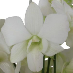 Stallion Concrete Color - Orchid