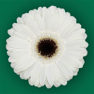 Stallion Concrete Color - Gerbera- Standard