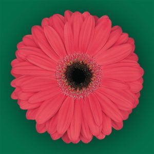 Stallion Concrete Color - Gerbera- Standard