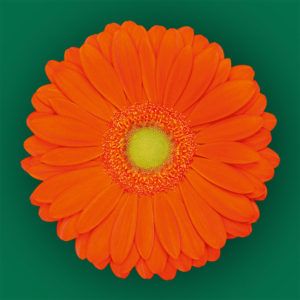 Stallion Concrete Color - Gerbera- Standard