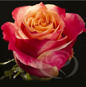 Stallion Concrete Color - Roses – Bi Colour