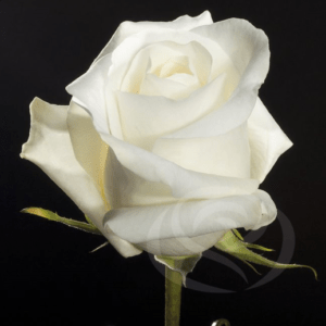 Stallion Concrete Color - Roses – Cream & White