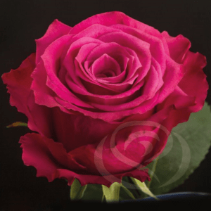 Stallion Concrete Color - Roses – Pink Hot