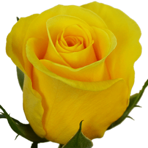 Stallion Concrete Color - Roses – Yellow