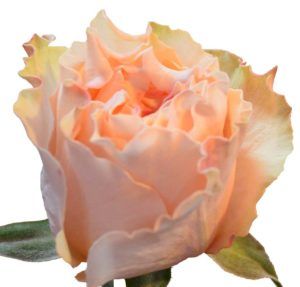 Stallion Concrete Color - Roses – Peach