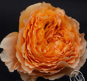 Stallion Concrete Color - Roses – Garden & Garden Like