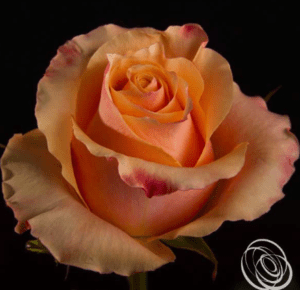 Stallion Concrete Color - Roses – Peach