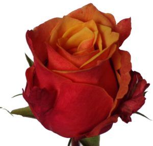 Stallion Concrete Color - Roses – Orange & Coral