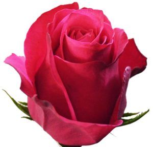 Stallion Concrete Color - Roses – Pink Hot