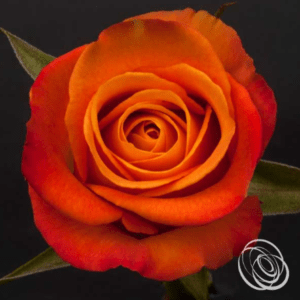 Stallion Concrete Color - Roses – Orange & Coral