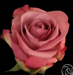 Stallion Concrete Color - Roses – Purple & Lavender