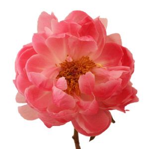 Stallion Concrete Color - Peony