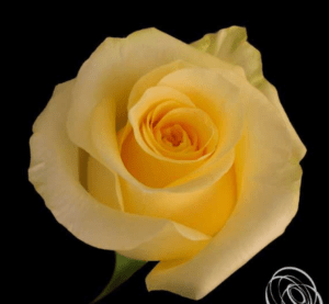 Stallion Concrete Color - Roses – Yellow