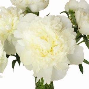 Stallion Concrete Color - Peony