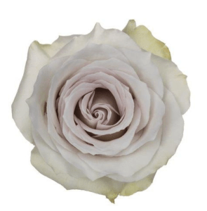 Stallion Concrete Color - Roses – Purple & Lavender