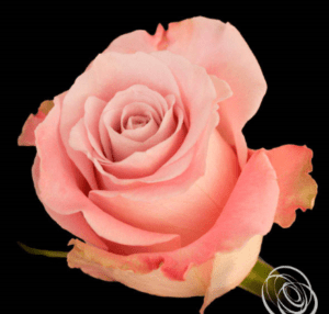 Stallion Concrete Color - Roses – Pink, Light Pink & Blush