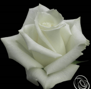 Stallion Concrete Color - Roses – Cream & White