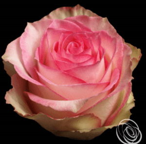 Stallion Concrete Color - Roses – Pink, Light Pink & Blush