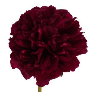 Stallion Concrete Color - Peony