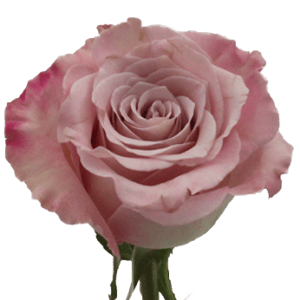Stallion Concrete Color - Roses – Sandy Tones