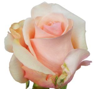 Stallion Concrete Color - Roses – Pink, Light Pink & Blush